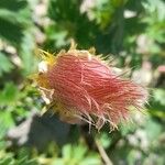 Geum reptans Fruit