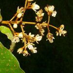 Vismia macrophylla Цветок