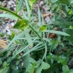 Euphorbia segetalis 葉