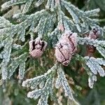 Thuja occidentalis Ліст