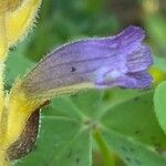 Orobanche nana Flower