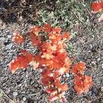 Sphaeralcea coccinea Flower