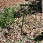 Equisetum laevigatum পাতা