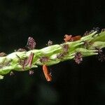 Paspalum fasciculatum Other