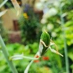 Ornithogalum candicans Fruto
