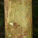 Virola michelii Corteza