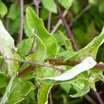 Helichrysum foetidum Blatt