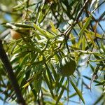 Afrocarpus usambarensis ഫലം