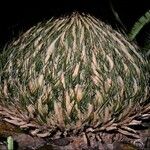 Cycas pectinata Bark