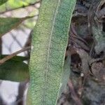 Microgramma squamulosa Leaf