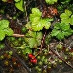Rubus pedatus Hábito