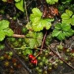 Rubus pedatus Habitus