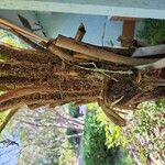 Dicksonia antarctica 樹皮