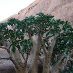 Cyphostemma currorii Vivejo