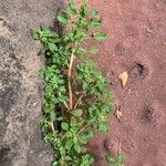 Amaranthus blitum Blomst