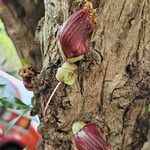 Crescentia alata Flor
