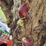 Crescentia alata Flower