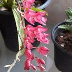 Rodriguezia lanceolata Flower