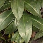 Costus woodsonii Blatt