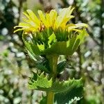 Grindelia buphthalmoides Flower
