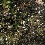 Houstonia longifolia Hàbitat