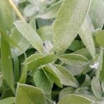 Anthyllis circinnata 葉