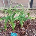 Crinum bulbispermum Leaf