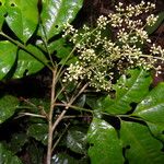 Trichilia quadrijuga Flower