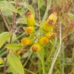 Pentanema squarrosumFlower