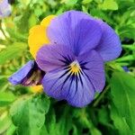 Viola tricolor Flower