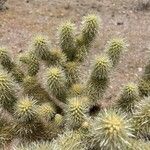 Cylindropuntia bigelovii چھال