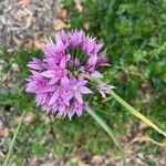 Allium unifolium Cvet