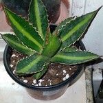 Agave lophantha Листок