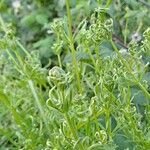 Galium tricornutum Habit