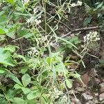 Achyrocline flaccida Hábito