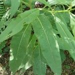 Senecio ovatus Blatt