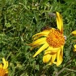 Arnica montana Flower