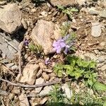 Veronica orsiniana Blüte