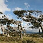 Nothofagus pumilio موطن