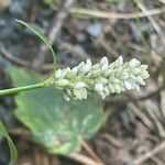 Persicaria lapathifolia Blomma