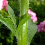Erigeron strigosus Mosusu