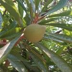 Pouteria campechiana Frukt