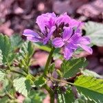 Cardamine chelidonia ফুল