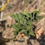 Malva arboreaBlatt