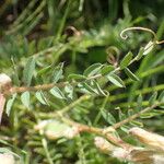 Vicia pannonica Deilen