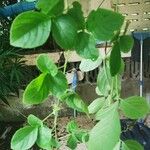 Cayratia trifolia Blad