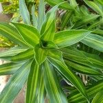 Dracaena fragransपत्ता