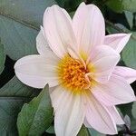 Dahlia spp. Flower