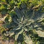 Echium asperrimum Lam.Leaf