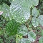 Rubus ellipticus Лист